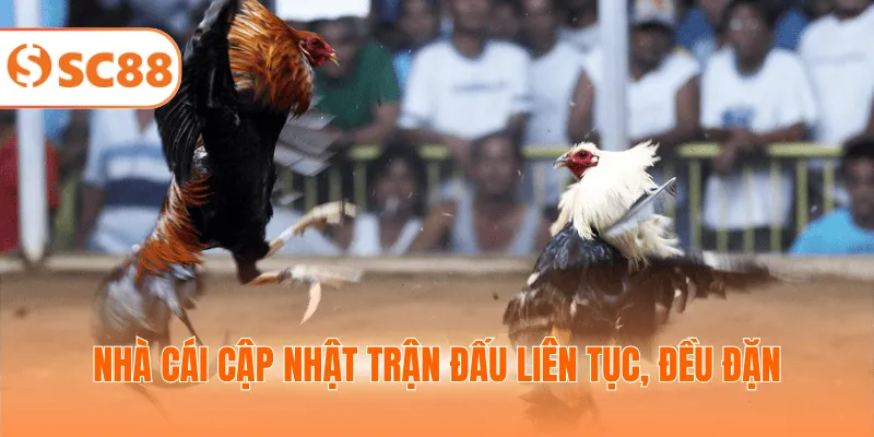 Nhà cái cập nhật trận đấu liên tục, đều đặn